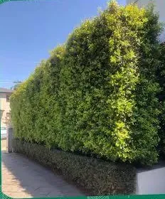 Overgrown, uneven hedge along a footpath before trimming